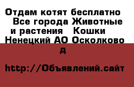 Отдам котят бесплатно  - Все города Животные и растения » Кошки   . Ненецкий АО,Осколково д.